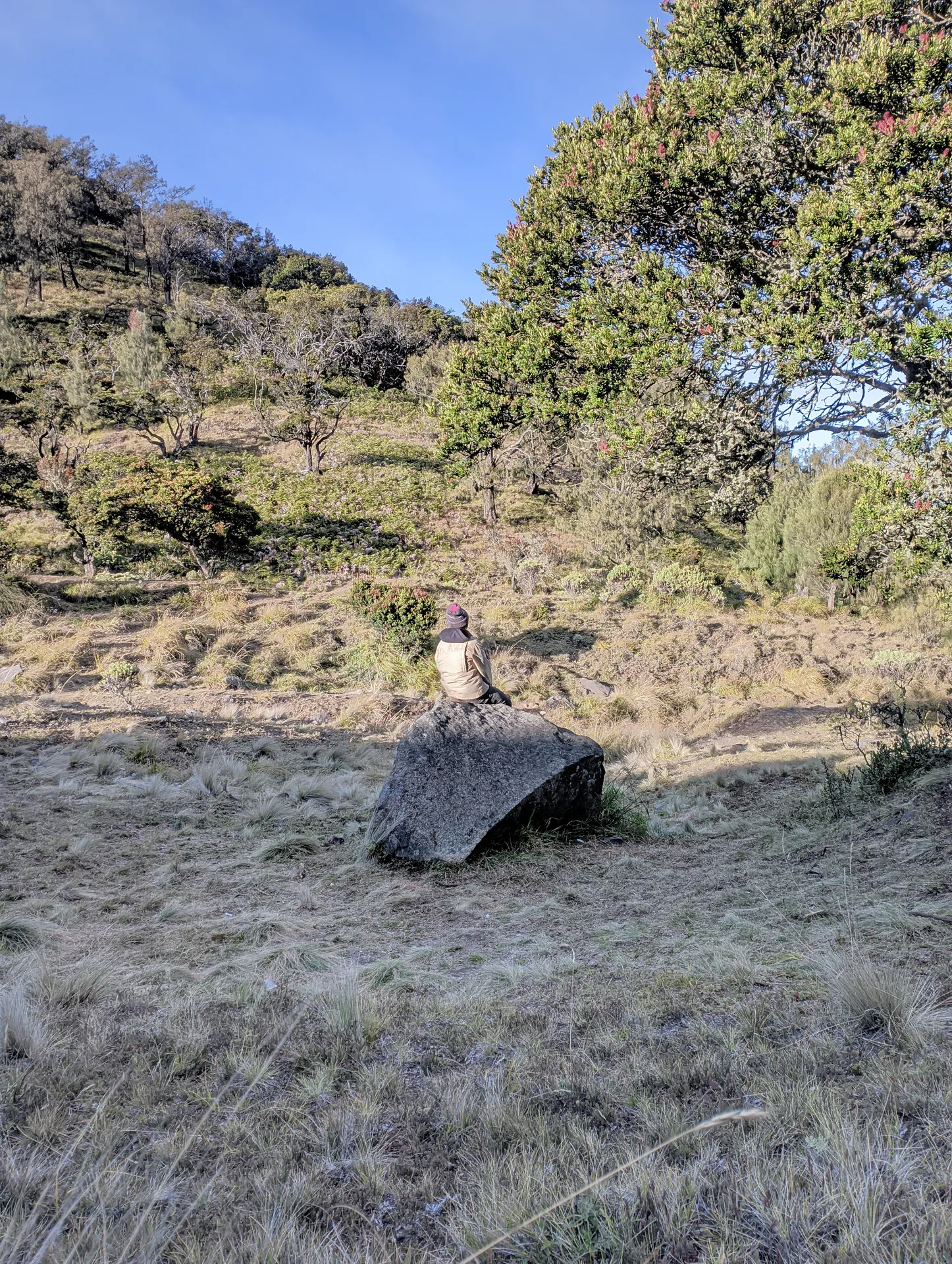 Rocky grassland and sparse trees along the Mount Arjuna summit trail
